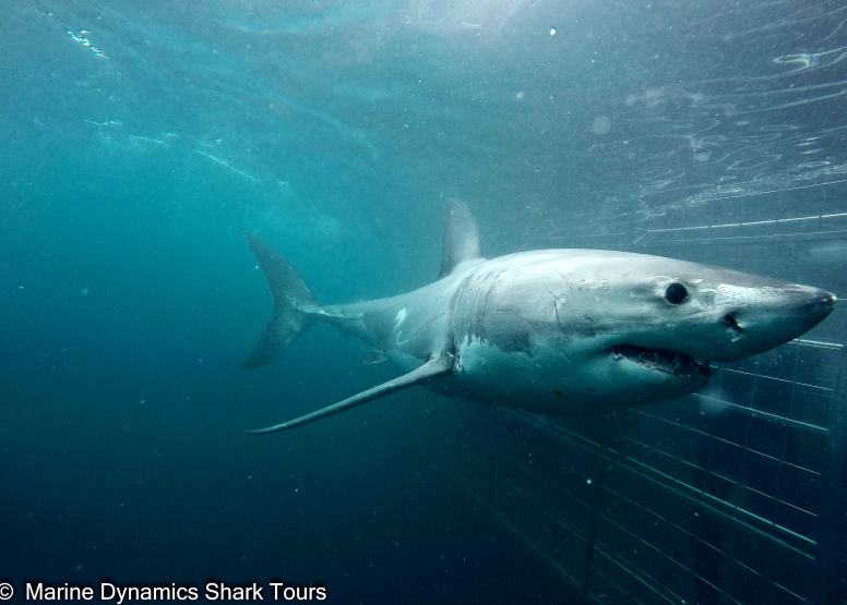 Shark Cage Diving Gansbaai with return transfer from Hermanus image 9