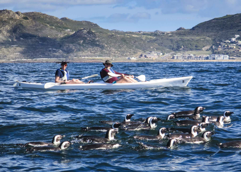 Penguin Kayak Trip image 8