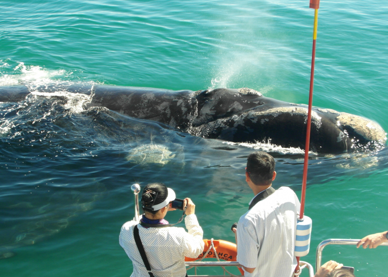 Hermanus Whale Watching with Southern Right Charters image 4