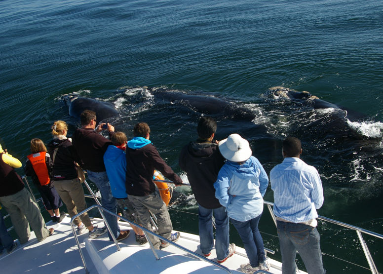 Hermanus Whale Watching with Southern Right Charters image 13