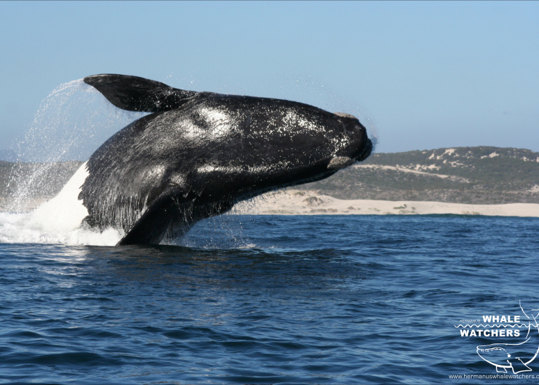 Whale Watching Hermanus image 1