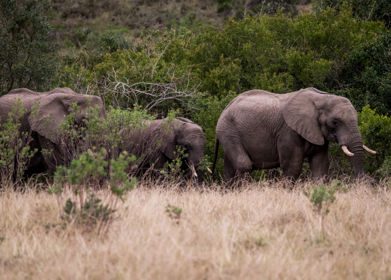 2 Hour Game Drive image 3