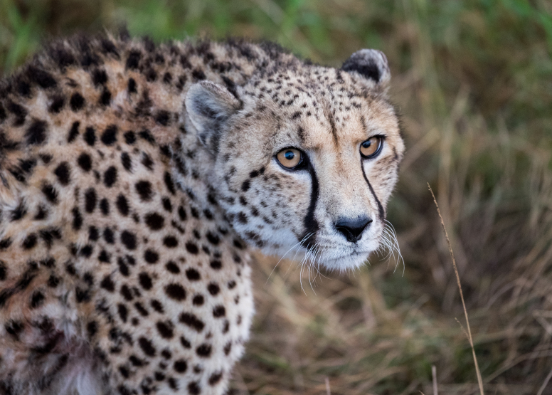 2 Hour Game Drive image 5