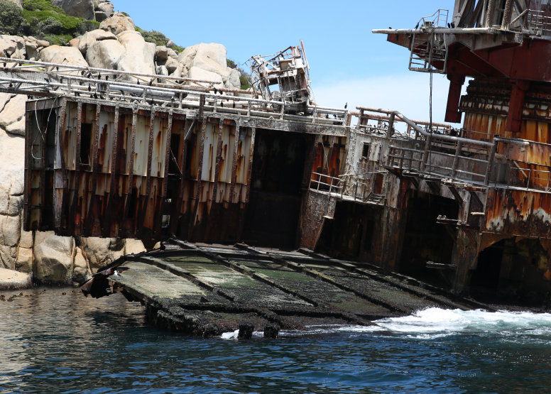 1 Hour Special Boat Trip in Hout Bay image 4