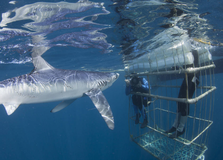 Shark Cage Diving Cape Town image 3