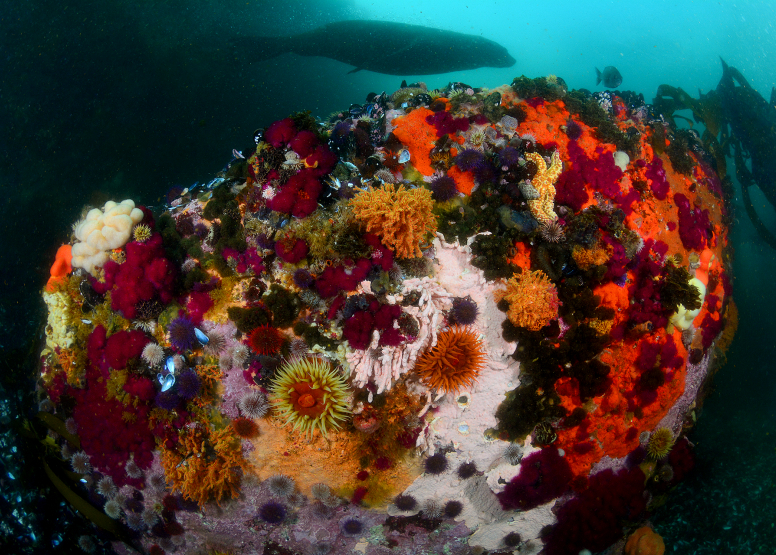 Wreck and Reef Package image 1
