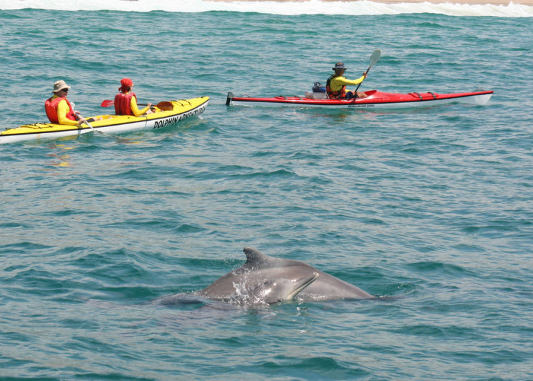 Dolphin Adventures Kayak image 3