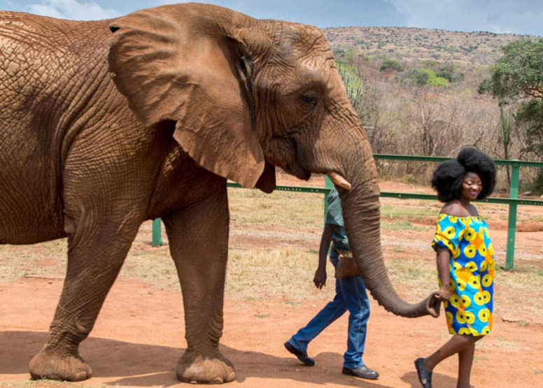 Elephant Interaction and Monkey Sanctuary Tour image 2
