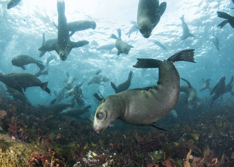 Animal Ocean Seal Snorkeling image 15