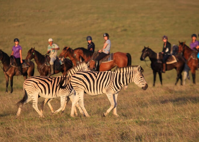 1 Hour Guided Horse Back Safari Experienced Riders image 2