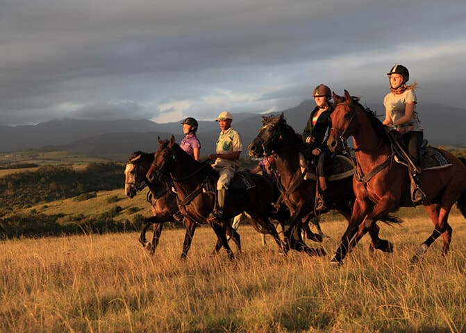 1 Hour Guided Horse Back Safari Experienced Riders image 3