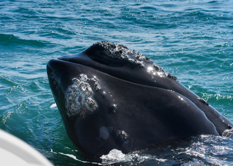Hermanus Land Based Whale Watching Tour image 3